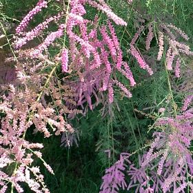Photo of the plant species Five-Stamen Tamarisk by @PetOnion71 named Rainier on Greg, the plant care app