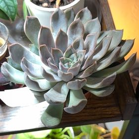 Photo of the plant species Echeveria 'summer' by @pnwplantdad named Kylie on Greg, the plant care app