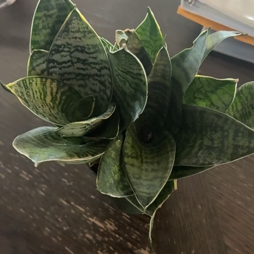 Photo of the plant species Forest Star by @pnwplantdad named Marley on Greg, the plant care app