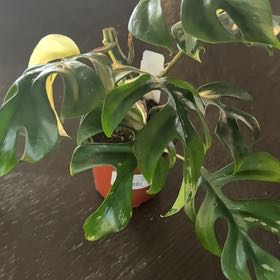 Photo of the plant species Mini Monstera Albo by @pnwplantdad named Wall-E on Greg, the plant care app