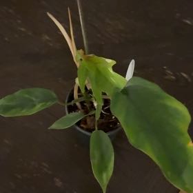 Photo of the plant species Philodendron mayoi by @pnwplantdad named Doja Cat on Greg, the plant care app