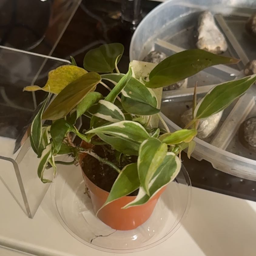 Photo of the plant species Philodendron micans 'Velvet Halo' by @pnwplantdad named Willow on Greg, the plant care app