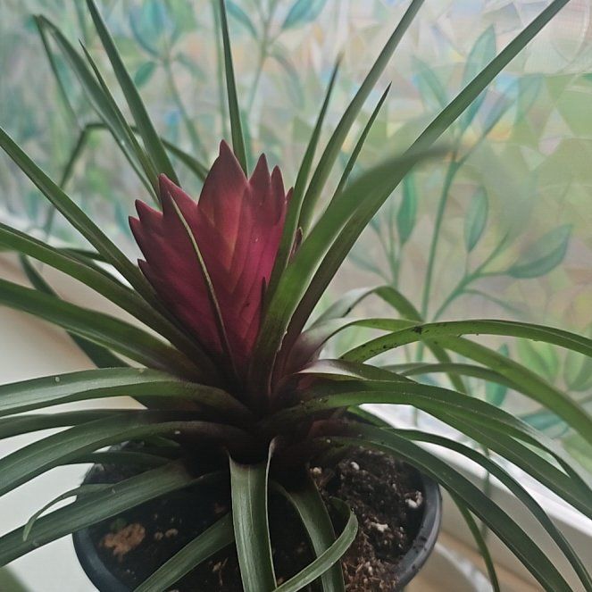 Photo of the plant species Bromeliad Antonio Pink by @UntiringChia28 named Brunhilde on Greg, the plant care app