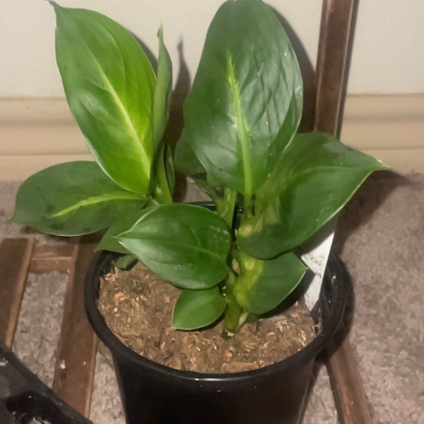 Photo of the plant species Dieffenbachia 'Tropic Marianne' by @HappySubclover named Mollie on Greg, the plant care app