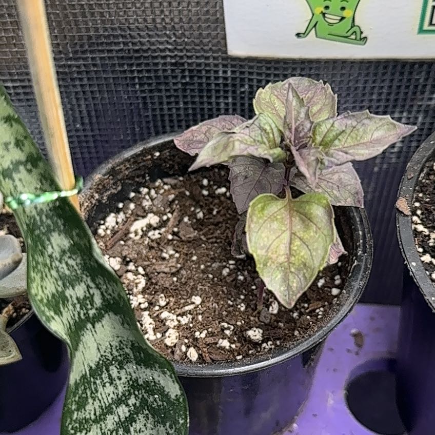 Photo of the plant species Purple Basil by @HappySubclover named Luna on Greg, the plant care app