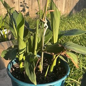 Photo of the plant species Cannova Yellow Canna by @HappySubclover named Sol on Greg, the plant care app