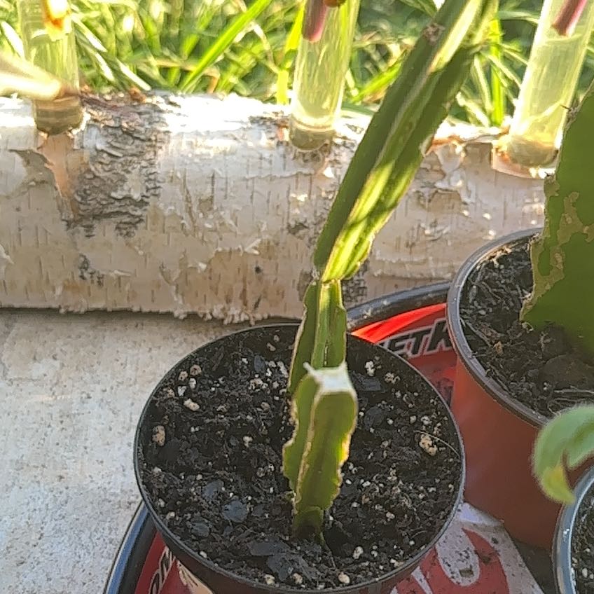 Photo of the plant species Adamant Creeper by @HappySubclover named Remington on Greg, the plant care app