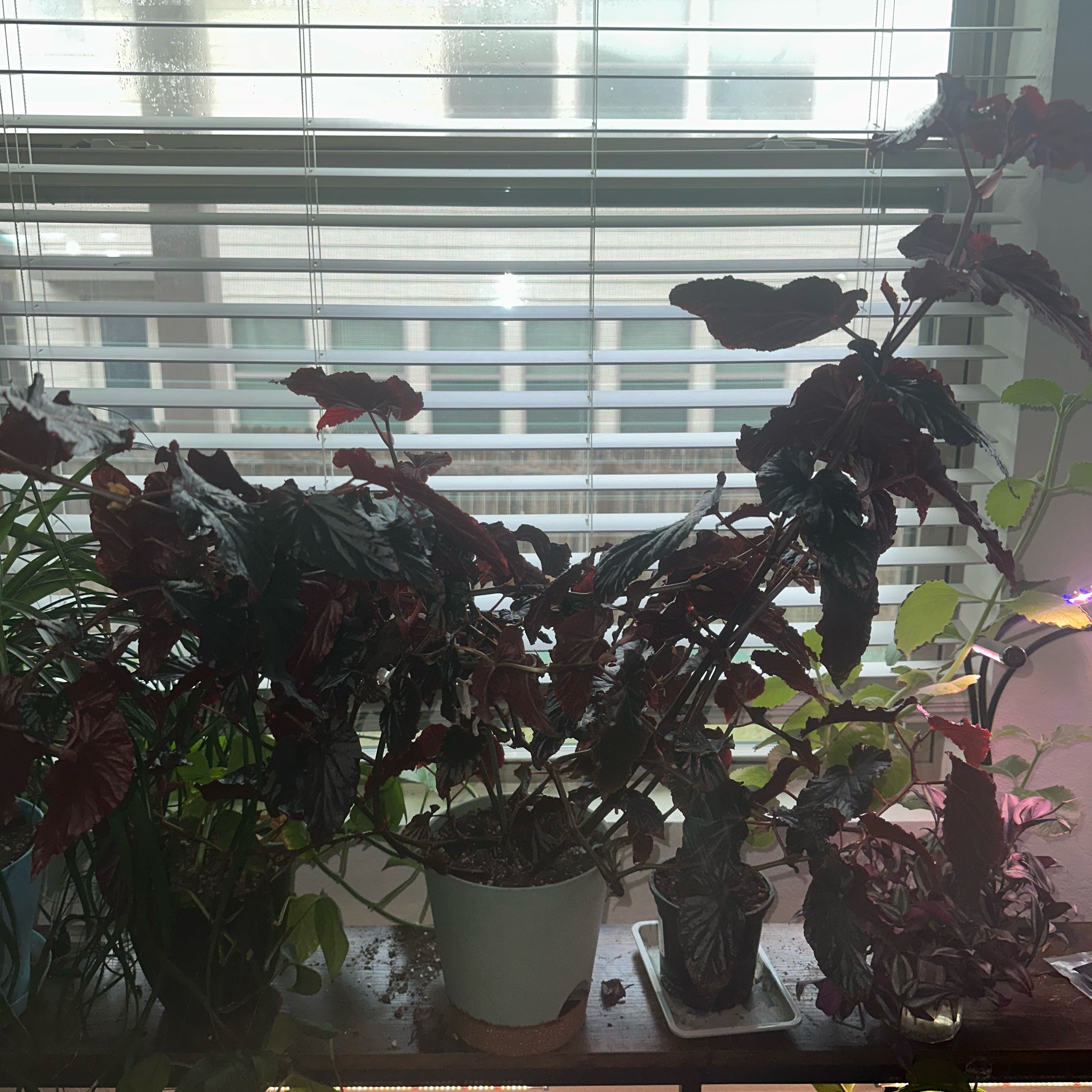 Photo of the plant species Begonia by @HappySubclover named Harmony on Greg, the plant care app