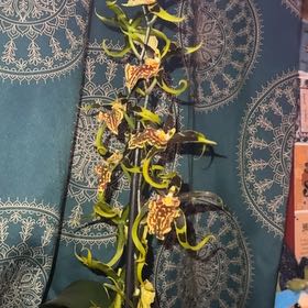 Photo of the plant species Brascidostele 'Gilded Tower Mystic Maze' by @thesporefairy named da Vinci on Greg, the plant care app