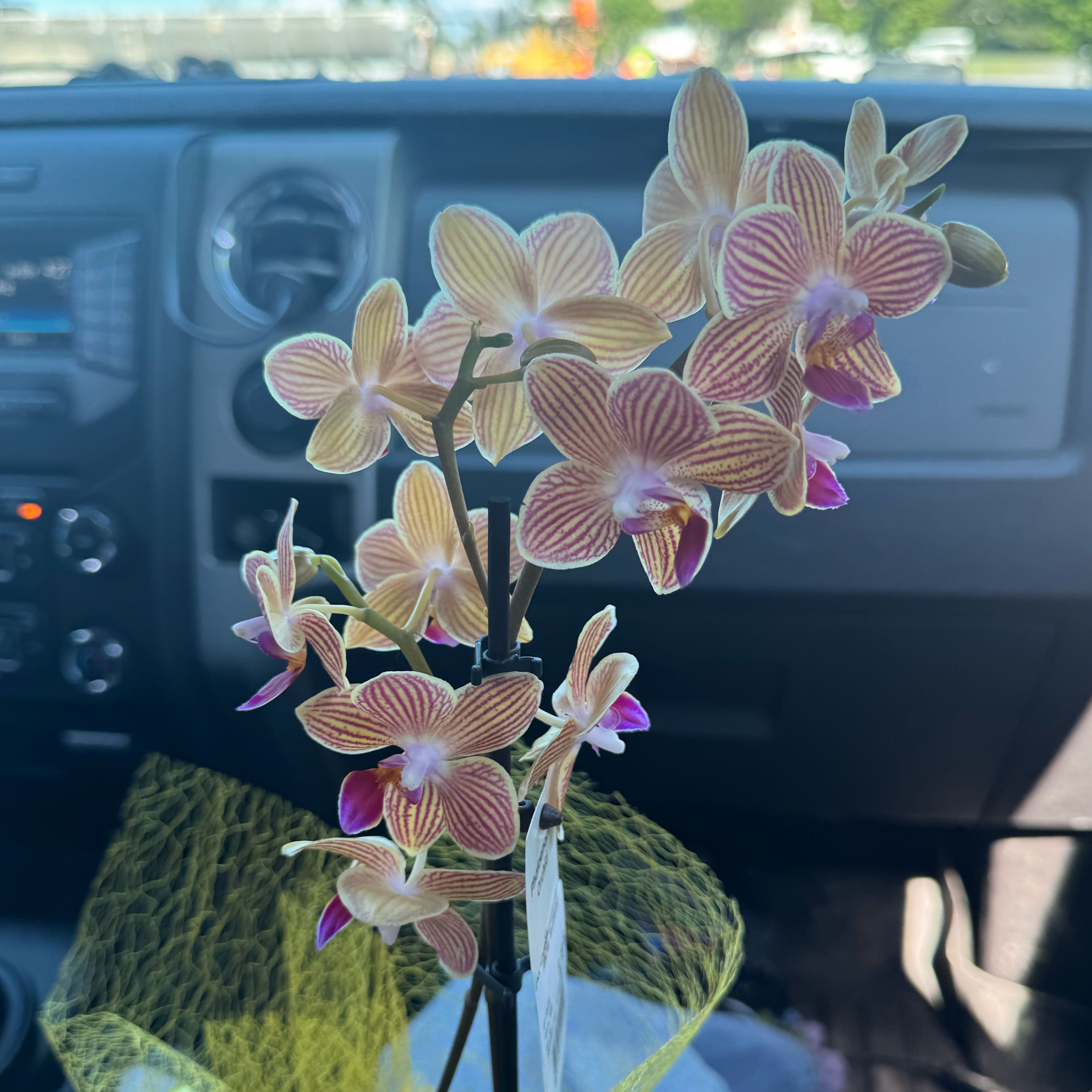 Photo of the plant species Phalaenopsis 'Chingruey's Goldstaff' by @thesporefairy named Ronaldo on Greg, the plant care app