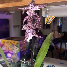 Photo of the plant species Aliceara Memoria Donald Yamada by @thesporefairy named Khalua on Greg, the plant care app