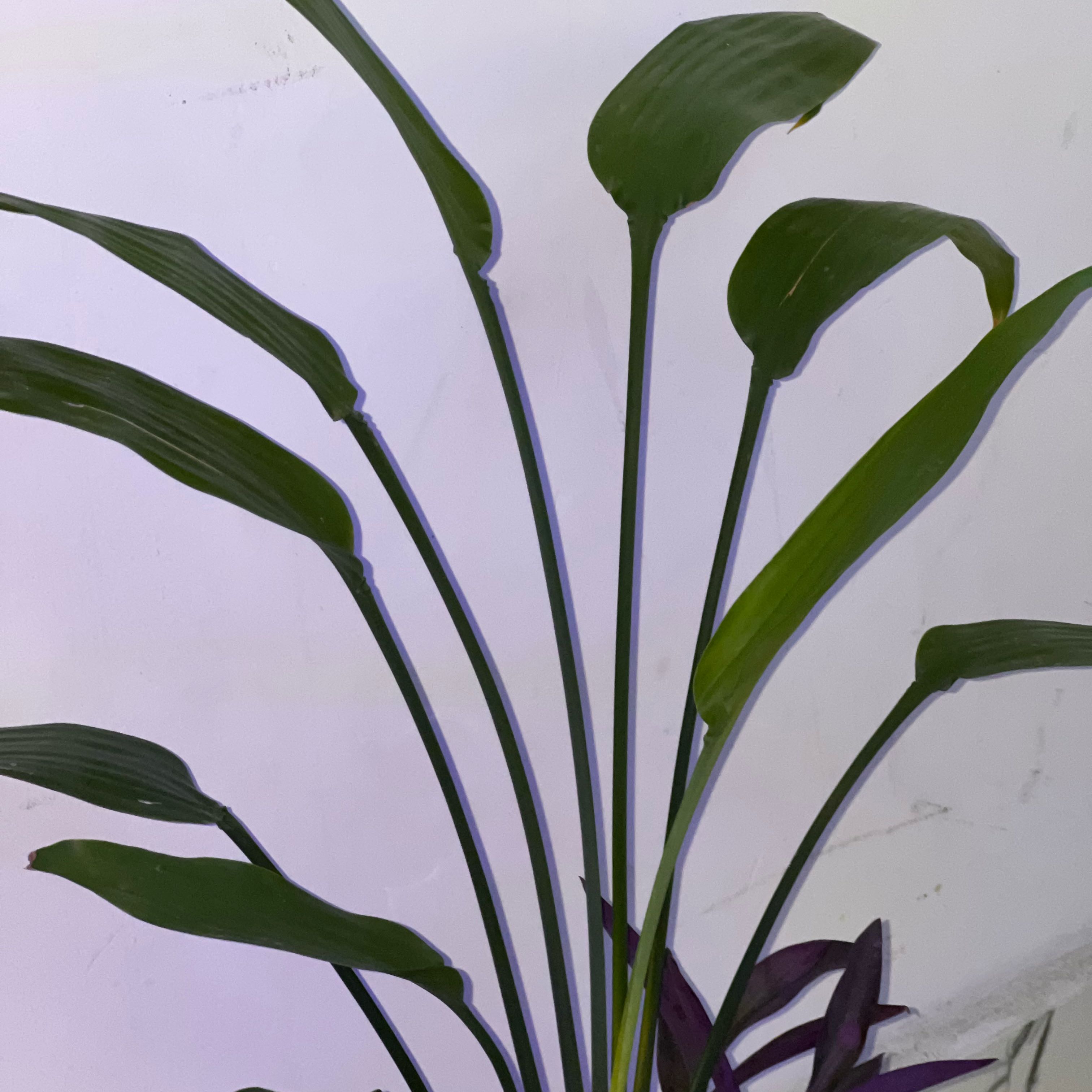 Photo of the plant species Dracaena by @ActualMoss39 named Lance on Greg, the plant care app