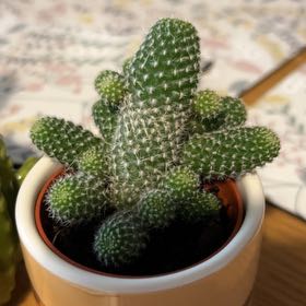 Photo of the plant species Fabris' Rebutia by @emily.no named Rebutia on Greg, the plant care app