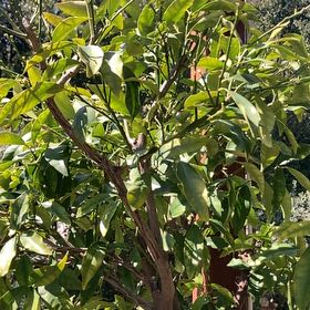 Kumquat
