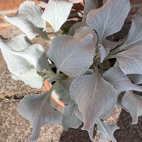 Photo of the plant species Angel Wings Senecio by @FamedYuzu84 named Lebron on Greg, the plant care app