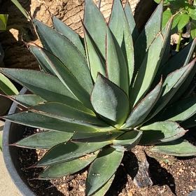 Photo of the plant species Blue Agave by @ChefBoyarD named da Vinci on Greg, the plant care app