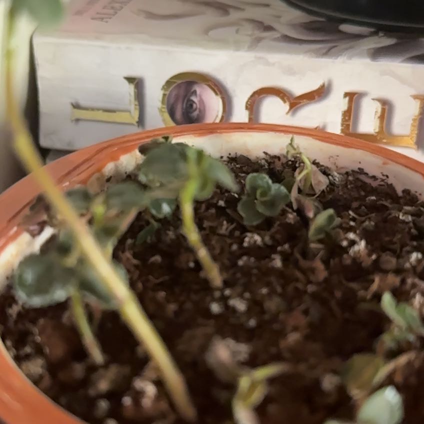 Photo of the plant species Pilea depressa 'Sao Paulo' by @DrivenGinger56 named Luna on Greg, the plant care app