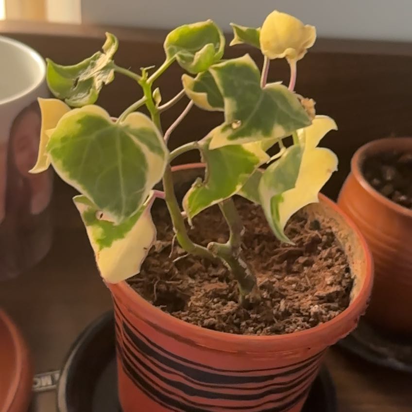 Photo of the plant species Varigated English Ivy by @DrivenGinger56 named Demi on Greg, the plant care app