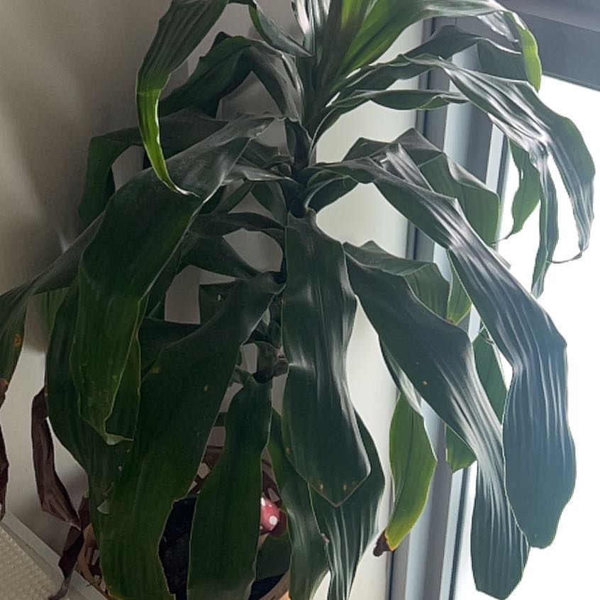 Photo of the plant species Happy Plant by @VastSandsedge37 named Maya on Greg, the plant care app