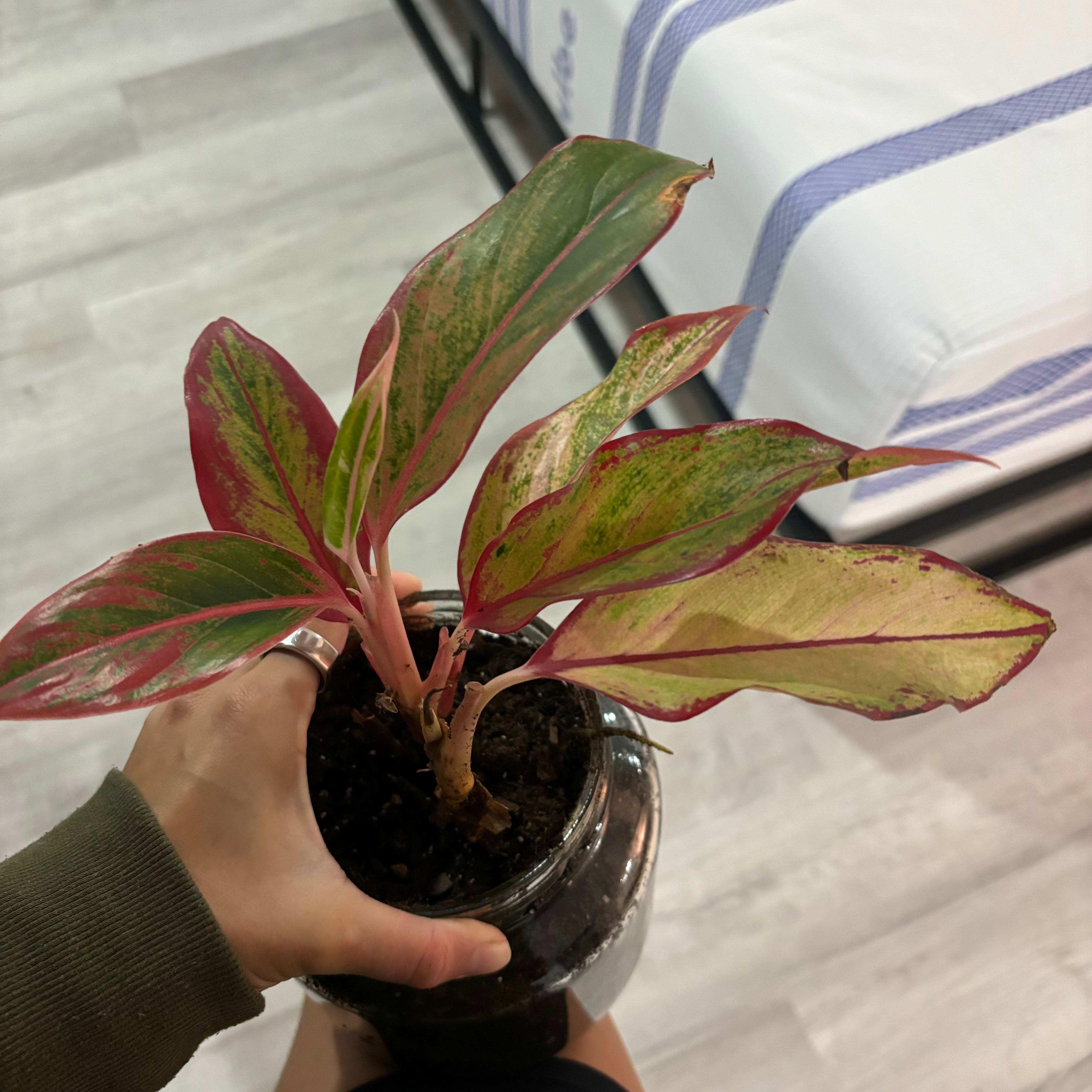 Red Siam Aurora Aglaonema plant with red and green leaves, held by a hand.