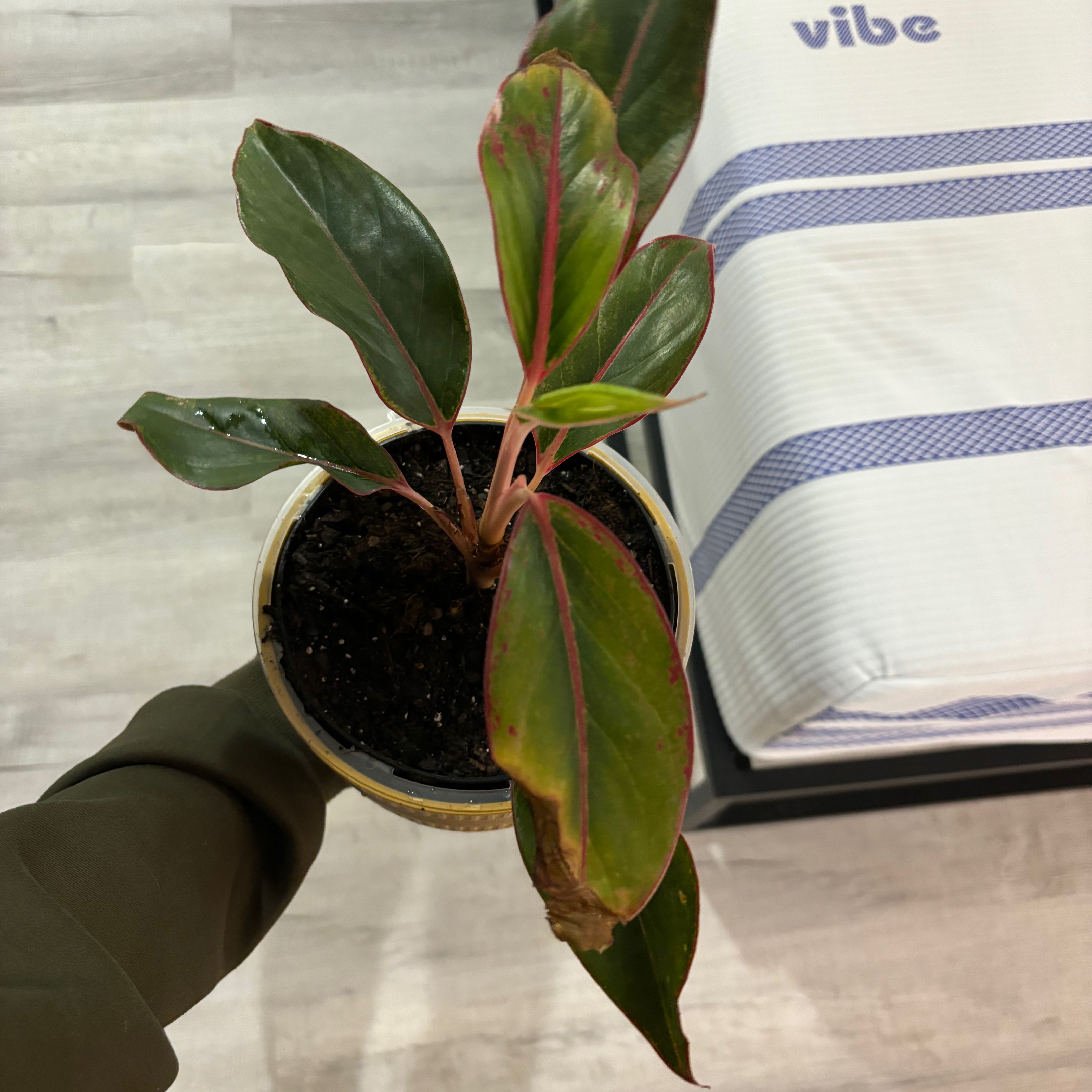 Red Siam Aurora Aglaonema plant in a pot with slight browning on one leaf.