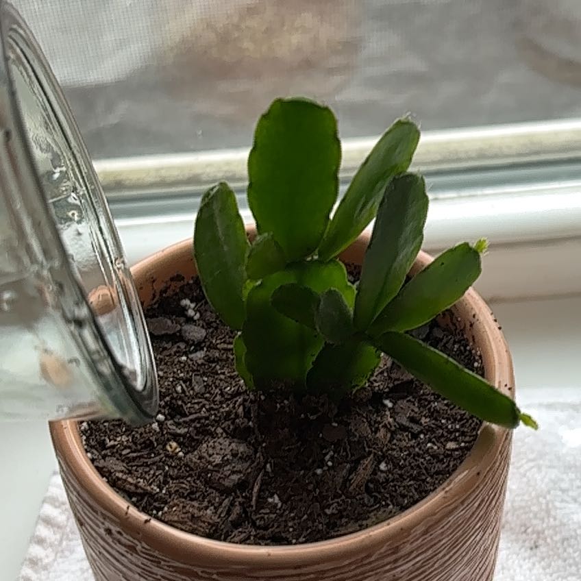 Easter Cactus plant in a pot being watered, with visible soil and healthy green leaves.