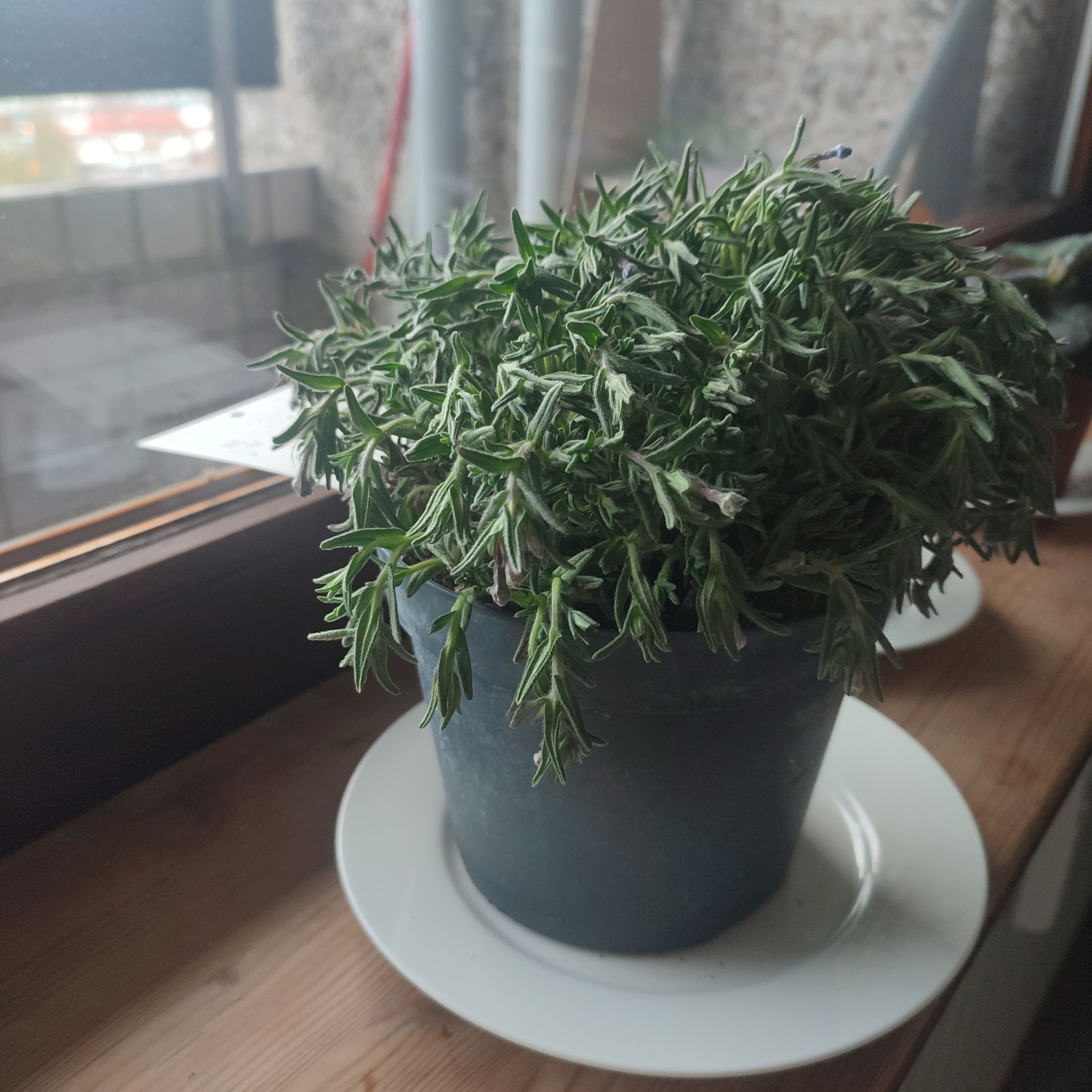 Photo of the plant species Glandora diffusa by @SultryBlackpine named Pax on Greg, the plant care app