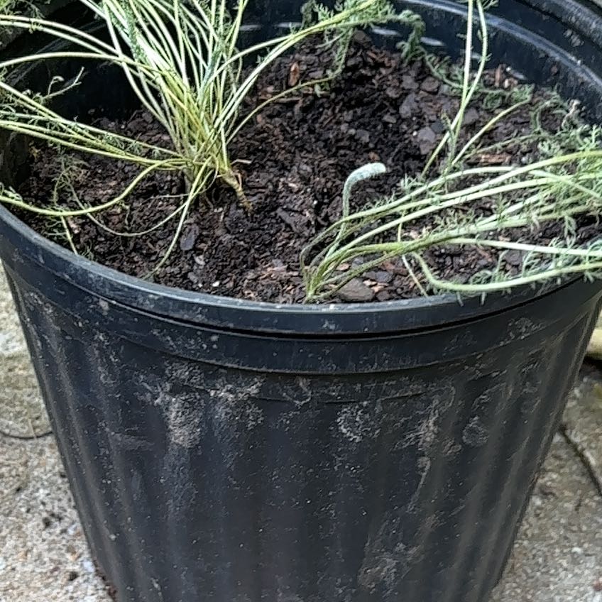 Photo of the plant species Boreal Yarrow by @AmazingCowshorn named Bella on Greg, the plant care app