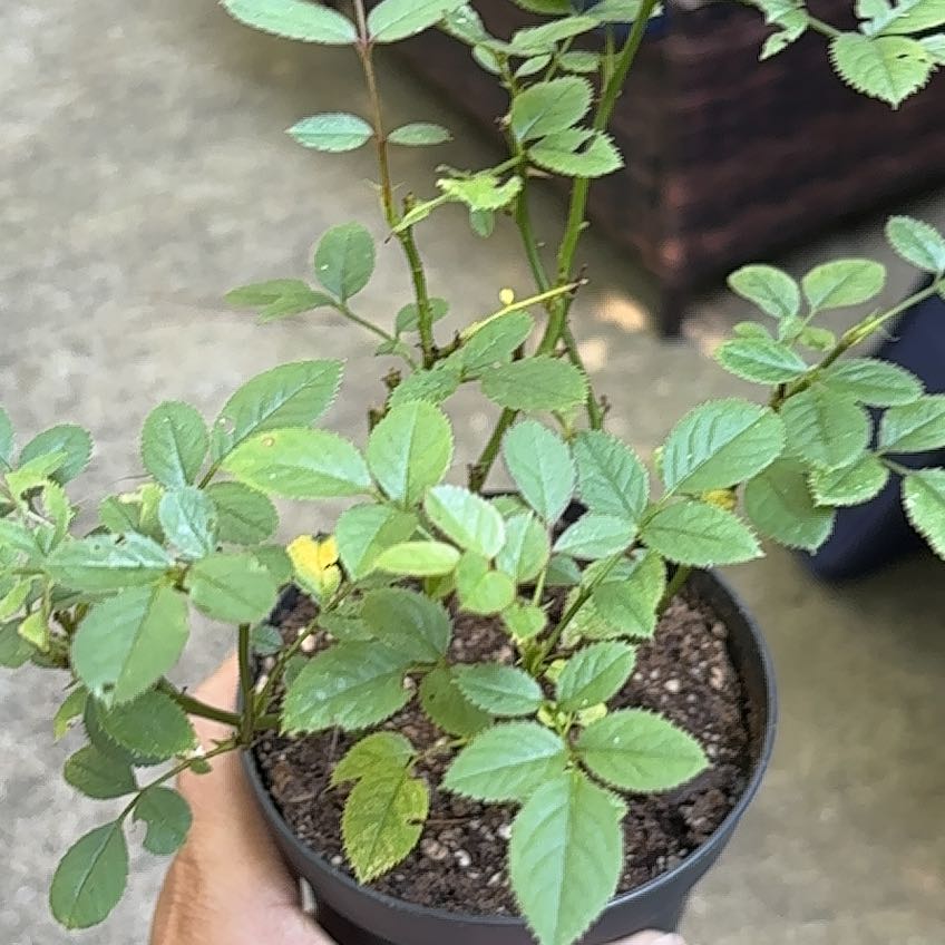 Photo of the plant species Multiflora Rose by @AmazingCowshorn named Anne on Greg, the plant care app