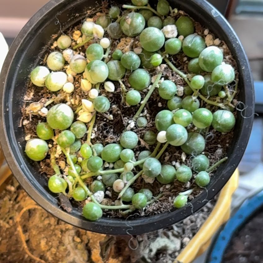 Photo of the plant species Varigated String of Pearls by @SuperbBonsi88 named Kesha on Greg, the plant care app