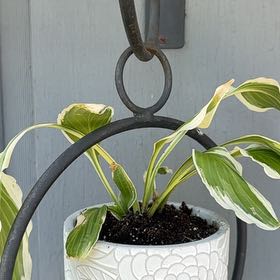 Photo of the plant species Variegated Hosta by @SuperbBonsi88 named Sage on Greg, the plant care app