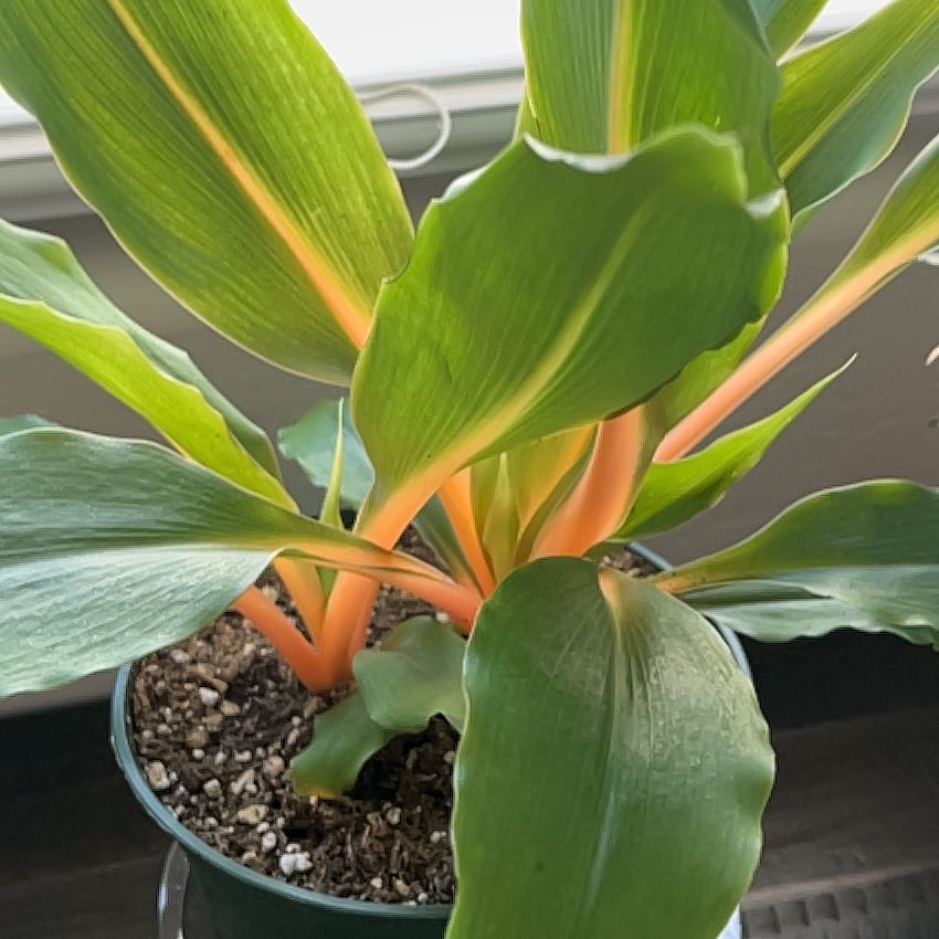 Photo of the plant species Chlorophytum 'Fire Flash' by @ObligingRhubarb named Tori Amos on Greg, the plant care app