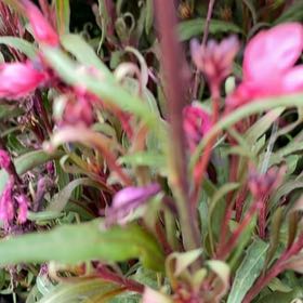 Photo of the plant species Texas Paintbrush by @SpectacularHoya named Sol on Greg, the plant care app