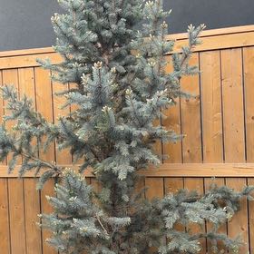Photo of the plant species Colorado Spruce by @LaudableSucc named Walt on Greg, the plant care app