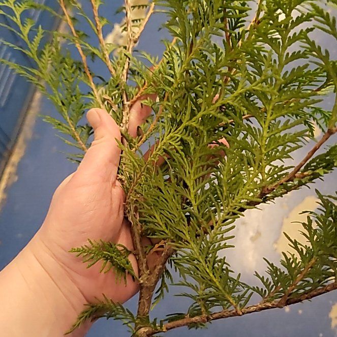 Photo of the plant species Ginger Pine by @HeadChanterelle named Harper on Greg, the plant care app