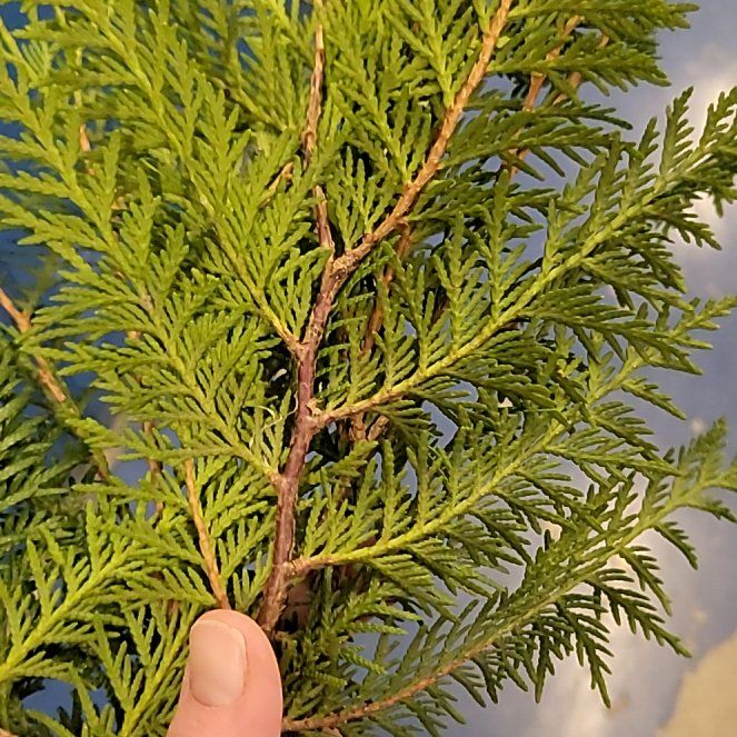 Photo of the plant species Emerald Green Arborvitae by @HeadChanterelle named Diana on Greg, the plant care app