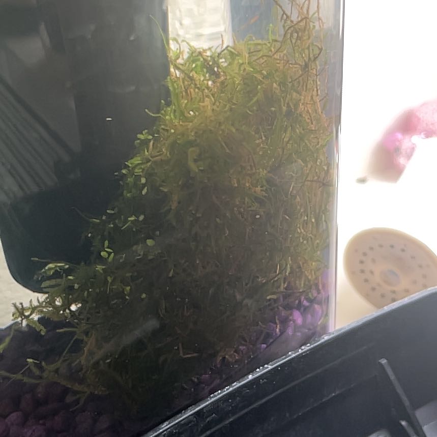 Photo of the plant species Java Moss by @PeacefulBagpod named Mando on Greg, the plant care app