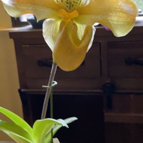 Photo of the plant species Lady Slipper Orchid by @ComicSkyplant named Aria on Greg, the plant care app