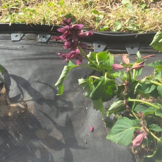 Photo of the plant species Saucy Wine Salvia by @PotentSalad90 named Baesil on Greg, the plant care app