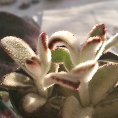 Photo of the plant species Black Tie Panda Plant by @BigBucaneve4 named Surya on Greg, the plant care app