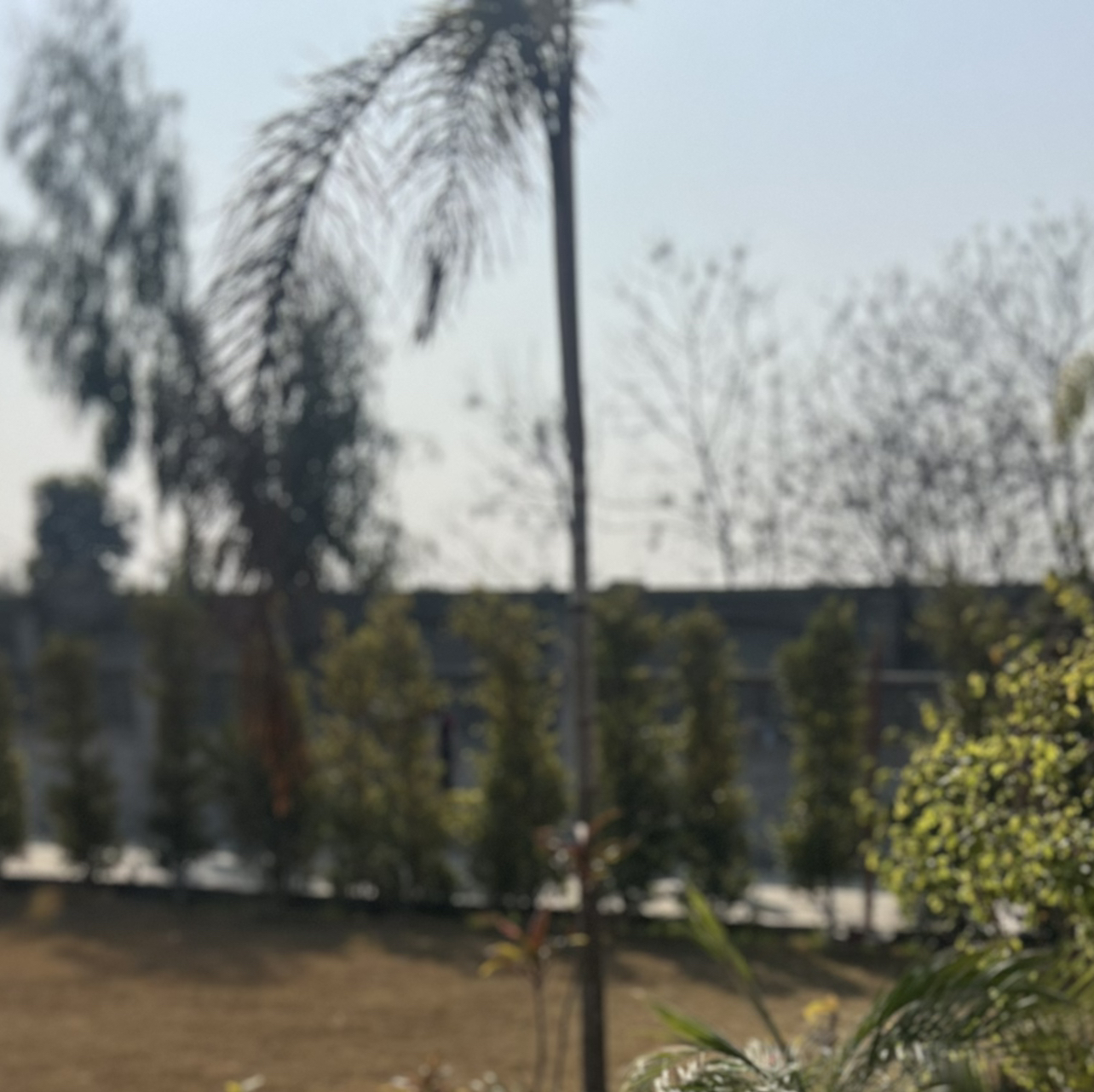 Photo of the plant species Wodyetia by @VividNeem14 named Sir Plancelot on Greg, the plant care app