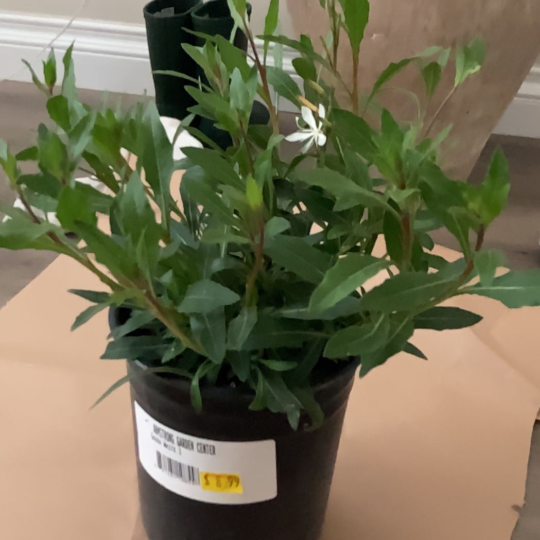 Plant care for Gaura on Greg, the plant care app