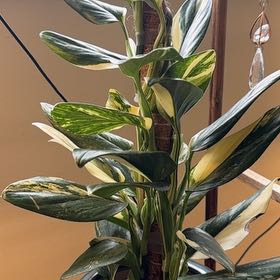Photo of the plant species Monstera standleyana 'aurea' by @PowerTripp named Harmony on Greg, the plant care app