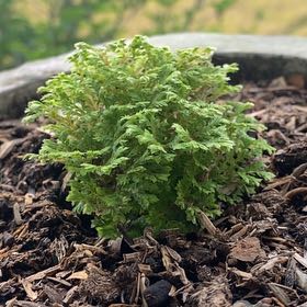 Plant care for Sticherus tepuiensis on Greg, the plant care app