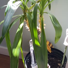 Photo of the plant species Yucca elephantipes 'Jewel' by @VastTutsan42 named Jewel on Greg, the plant care app