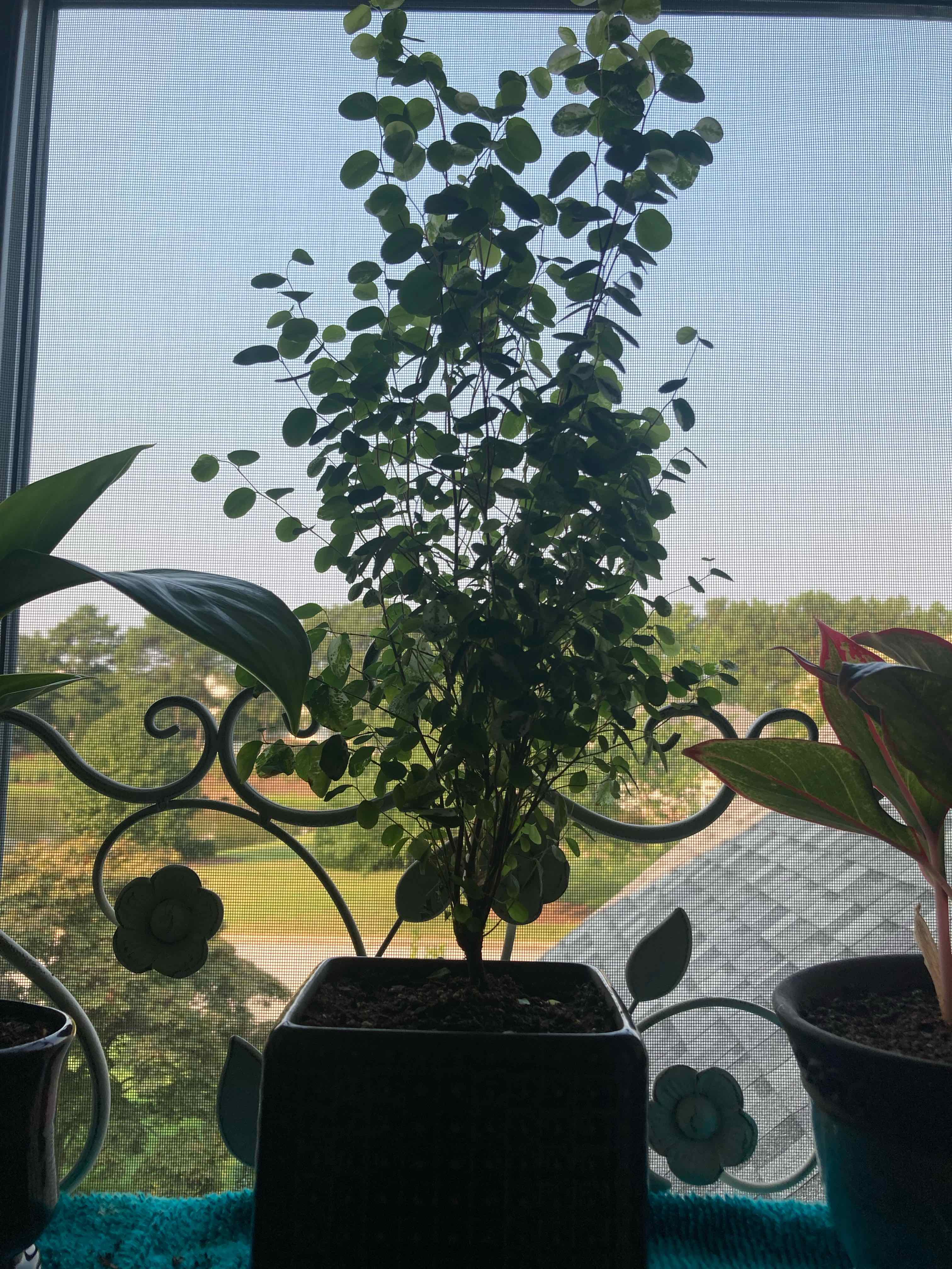 Plant care for Flueggea leucopyrus on Greg, the plant care app