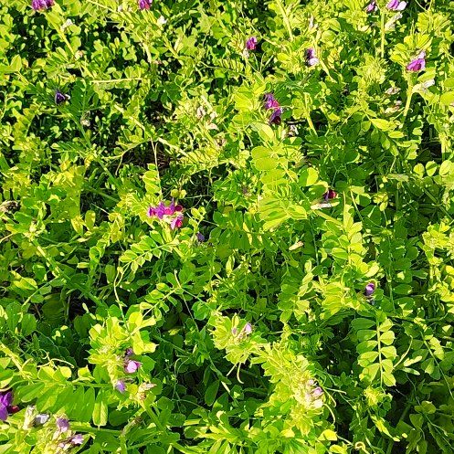 Photo of the plant species Garden Vetch by @SoundlyRedsage4 named Anne on Greg, the plant care app