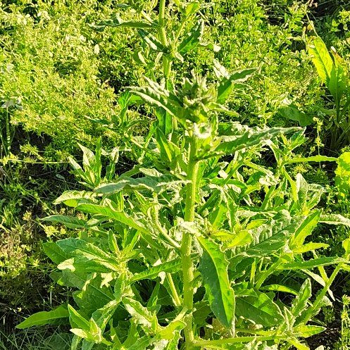 Photo of the plant species Canada Thistle by @SoundlyRedsage4 named McKinley on Greg, the plant care app