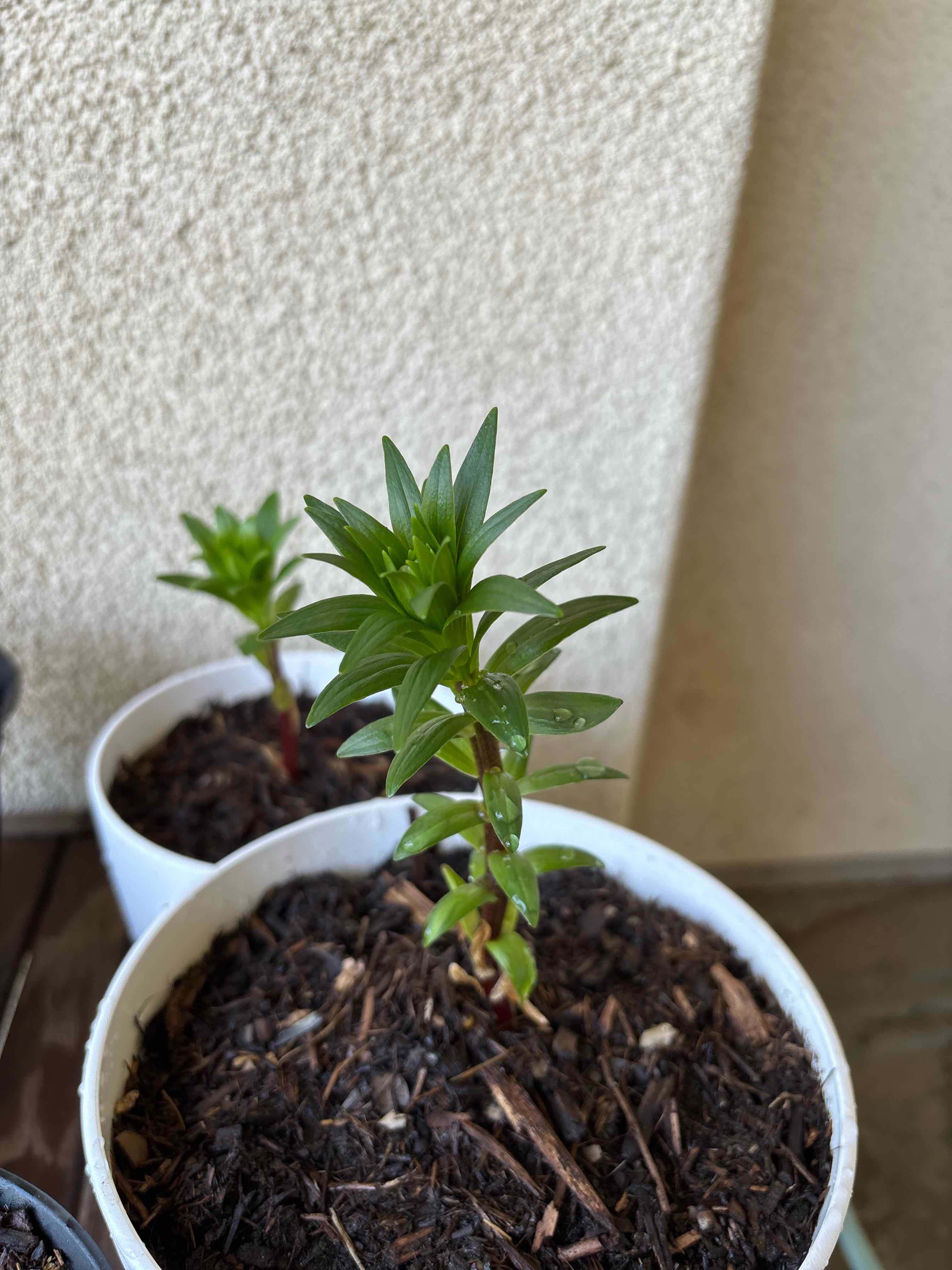 Photo of the plant species Purple Dream Lily by @shun_noch named Lebron on Greg, the plant care app