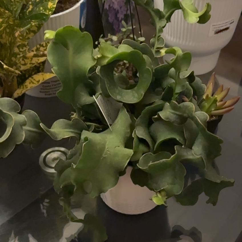 Photo of the plant species Curly Locks Orchid Cactus by @FragrantCat26 named Coco on Greg, the plant care app